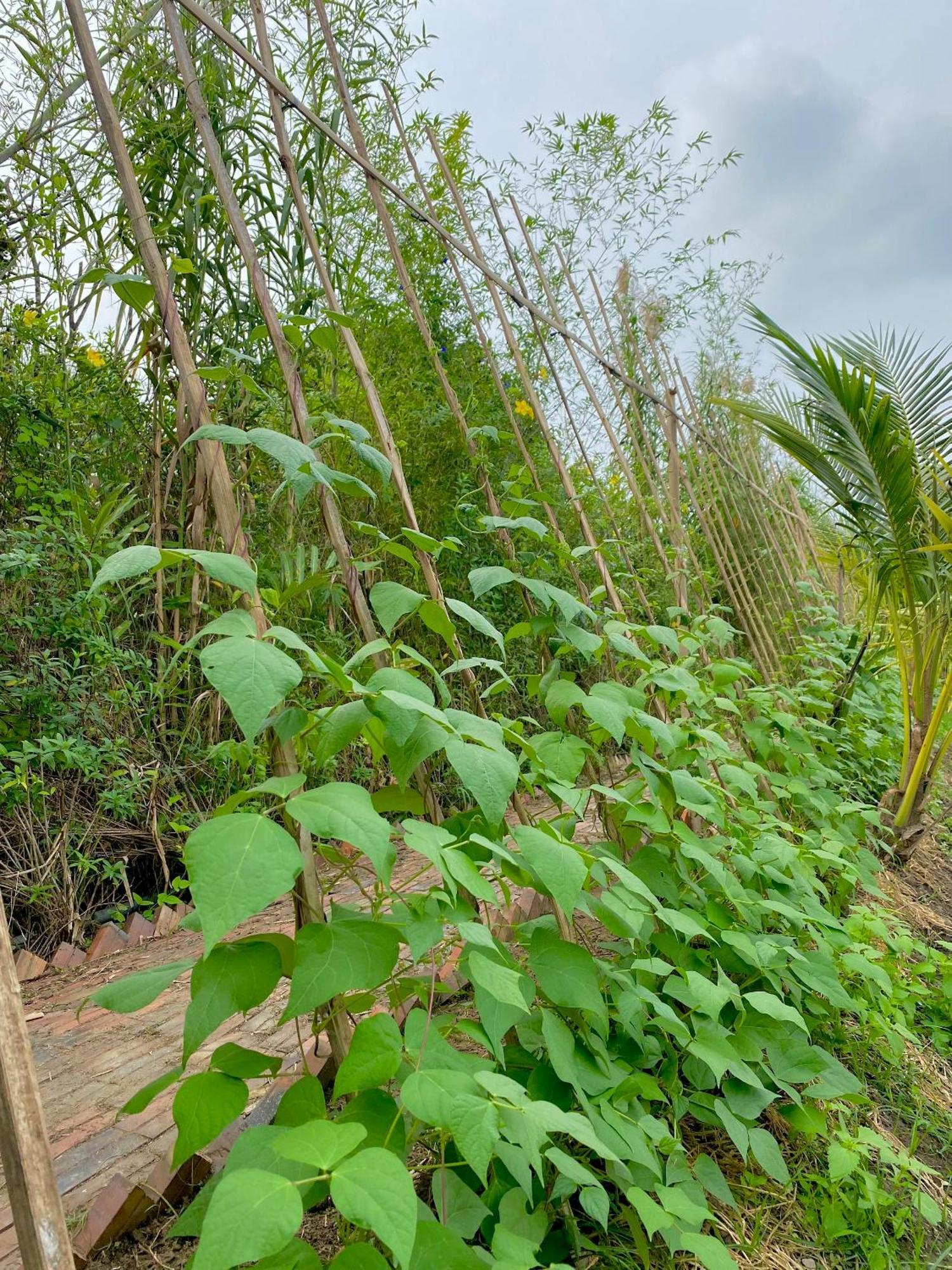 Mekong Silt Ecolodge Cần Thơ Kültér fotó